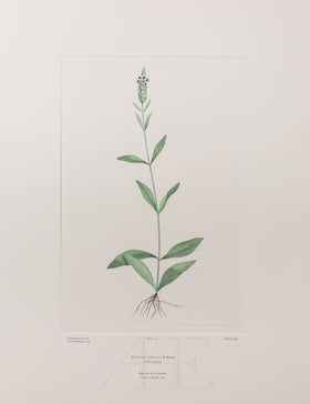 Banks Florilegium, Part 11, Plate 231