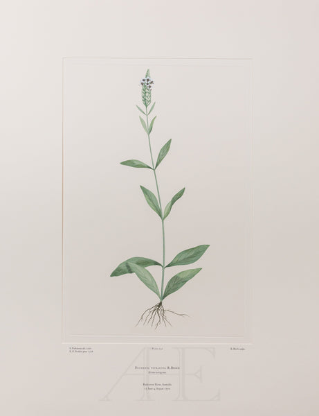 Banks Florilegium, Part 11, Plate 231