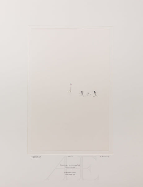 Banks Florilegium, Part 11, Plate 232