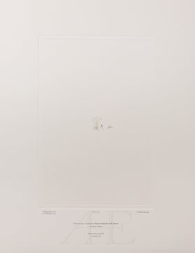 Banks Florilegium, Part 11, Plate 233