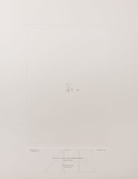 Banks Florilegium, Part 11, Plate 233