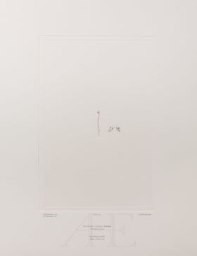 Banks Florilegium, Part 11, Plate 234