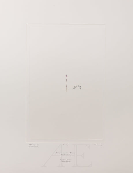 Banks Florilegium, Part 11, Plate 234