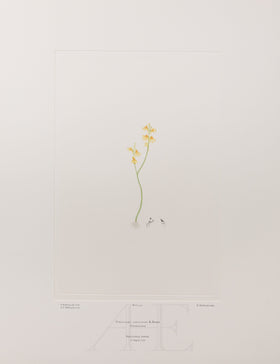 Banks Florilegium, Part 11, Plate 235