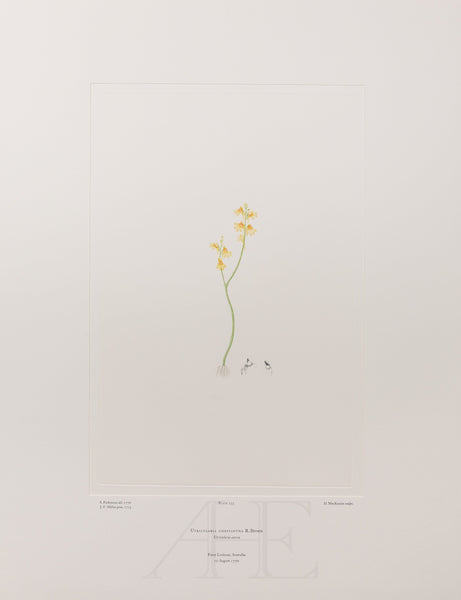 Banks Florilegium, Part 11, Plate 235