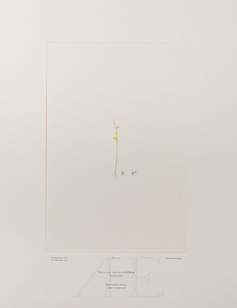 Banks Florilegium, Part 11, Plate 236