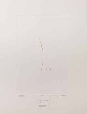 Banks Florilegium, Part 11, Plate 237