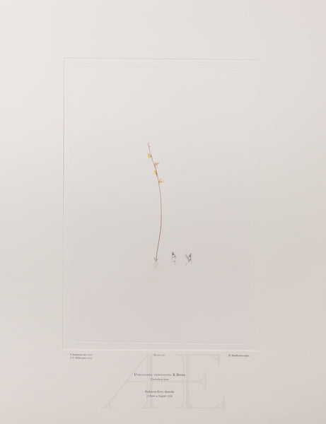 Banks Florilegium, Part 11, Plate 237