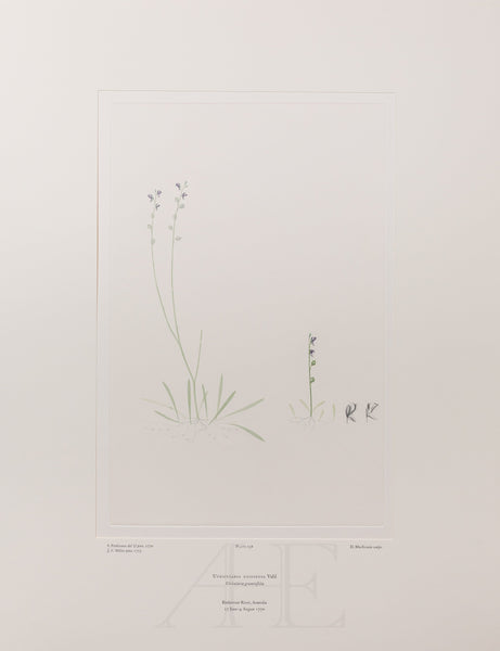 Banks Florilegium, Part 11, Plate 238