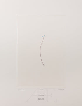 Banks Florilegium, Part 11, Plate 239