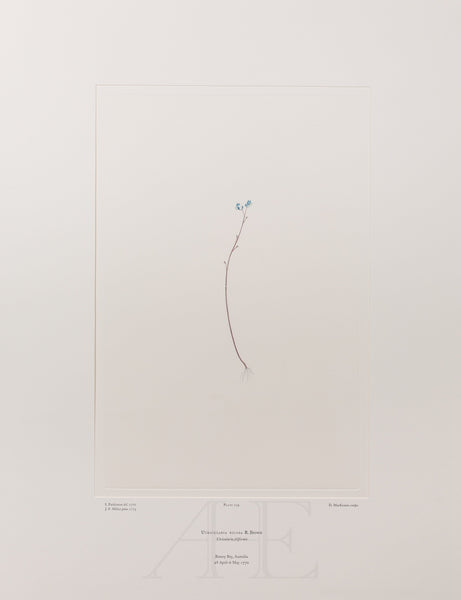 Banks Florilegium, Part 11, Plate 239