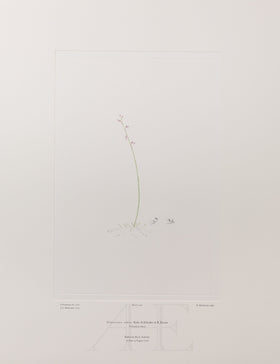 Banks Florilegium, Part 11, Plate 240