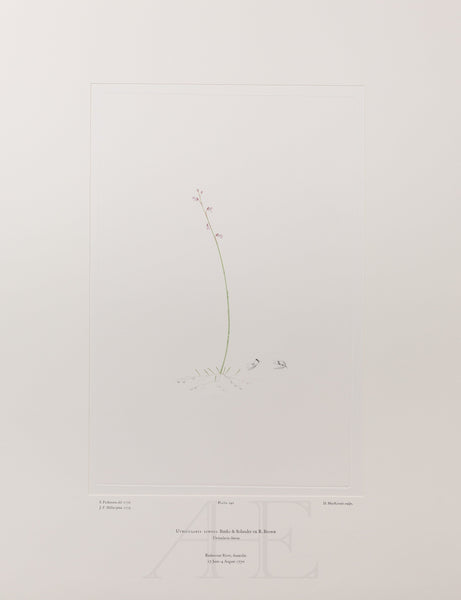 Banks Florilegium, Part 11, Plate 240