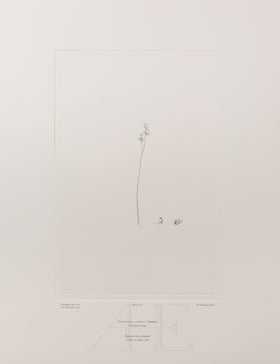 Banks Florilegium, Part 11, Plate 241