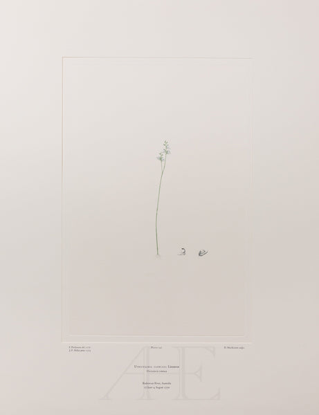 Banks Florilegium, Part 11, Plate 241