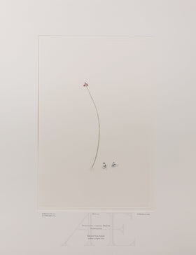 Banks Florilegium, Part 11, Plate 242