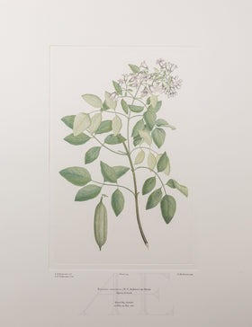 Banks Florilegium, Part 11, Plate 243