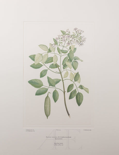 Banks Florilegium, Part 11, Plate 243