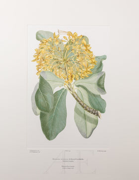 Banks Florilegium, Part 11, Plate 244