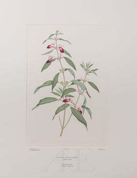 Banks Florilegium, Part 11, Plate 245