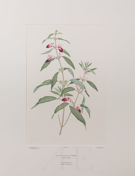 Banks Florilegium, Part 11, Plate 245