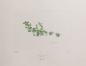 Banks Florilegium, Part 11, Plate 246