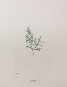 Banks Florilegium, Part 11, Plate 247