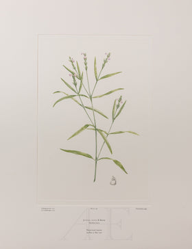 Banks Florilegium, Part 12, Plate 248