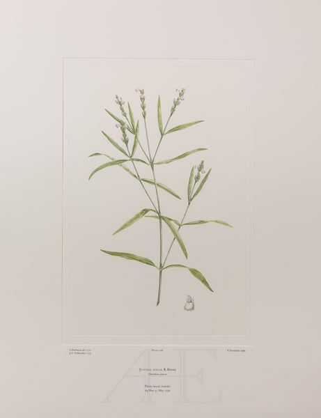 Banks Florilegium, Part 12, Plate 248