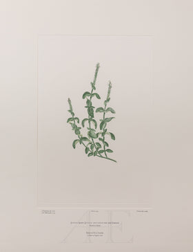 Banks Florilegium, Part 12, Plate 249
