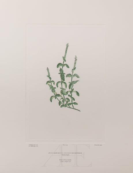 Banks Florilegium, Part 12, Plate 249