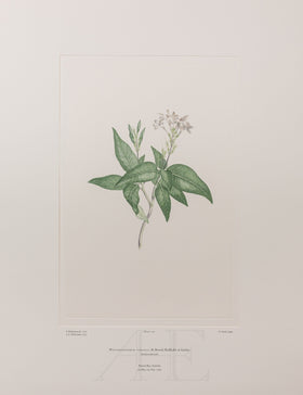 Banks Florilegium, Part 12, Plate 250