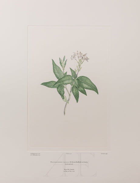 Banks Florilegium, Part 12, Plate 250