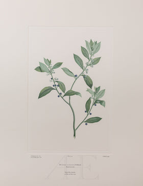 Banks Florilegium, Part 12, Plate 251