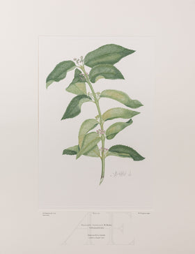 Banks Florilegium, Part 12, Plate 252