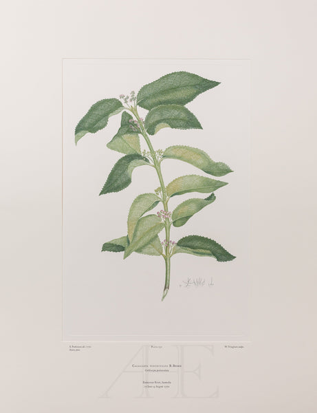 Banks Florilegium, Part 12, Plate 252