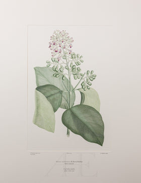 Banks Florilegium, Part 12, Plate 253