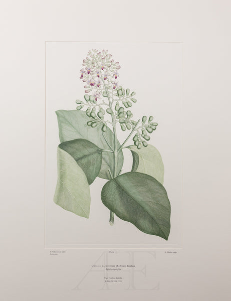 Banks Florilegium, Part 12, Plate 253