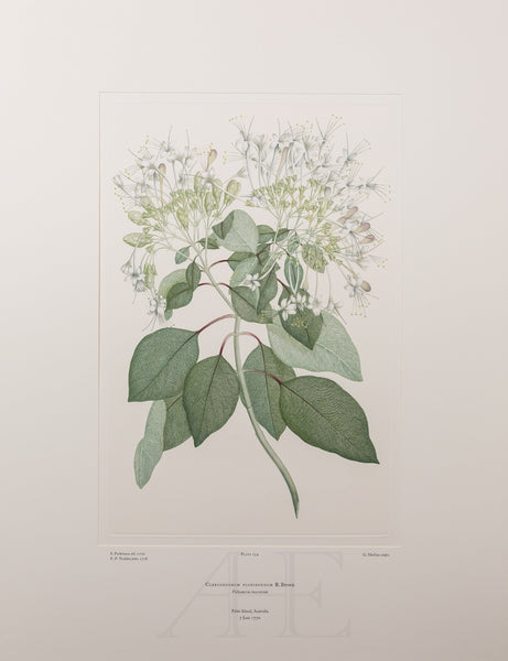 Banks Florilegium, Part 12, Plate 254