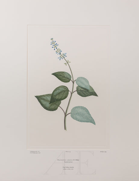 Banks Florilegium, Part 12, Plate 255