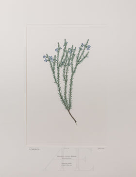 Banks Florilegium, Part 12, Plate 256