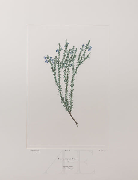 Banks Florilegium, Part 12, Plate 256