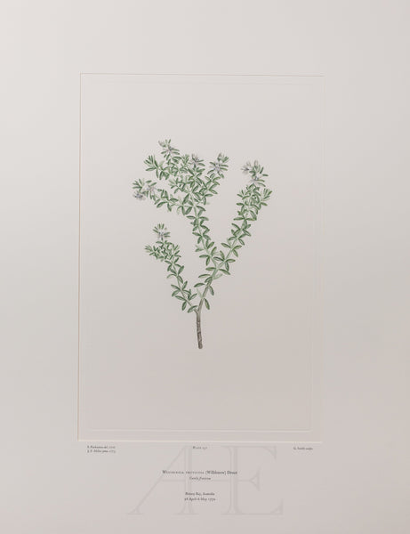 Banks Florilegium, Part 12, Plate 257