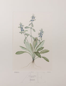 Banks Florilegium, Part 12, Plate 258