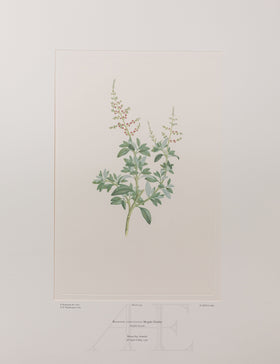 Banks Florilegium, Part 12, Plate 259