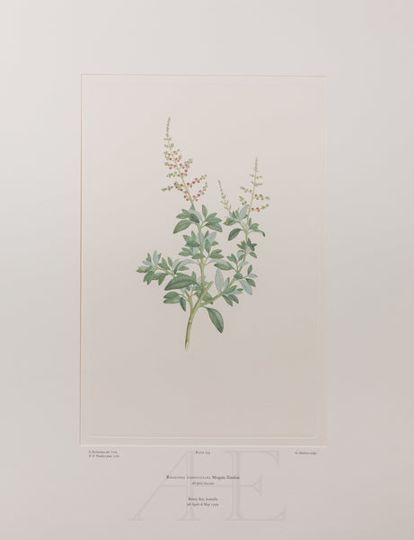 Banks Florilegium, Part 12, Plate 259