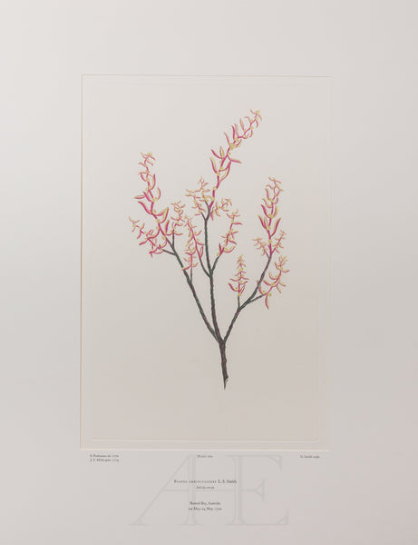 Banks Florilegium, Part 12, Plate 260