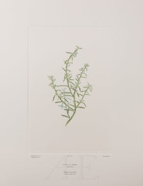 Banks Florilegium, Part 12, Plate 261