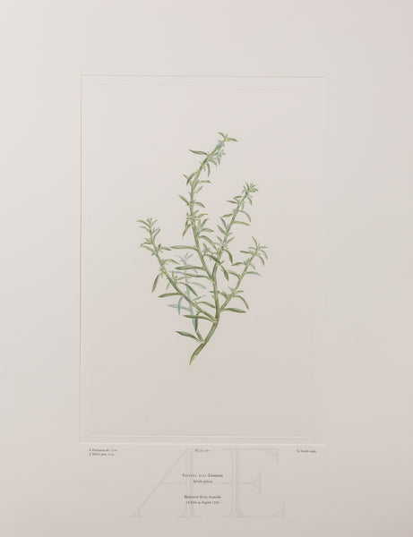 Banks Florilegium, Part 12, Plate 261