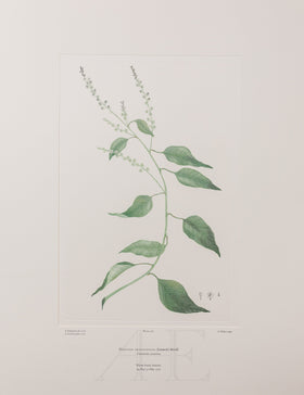 Banks Florilegium, Part 12, Plate 262